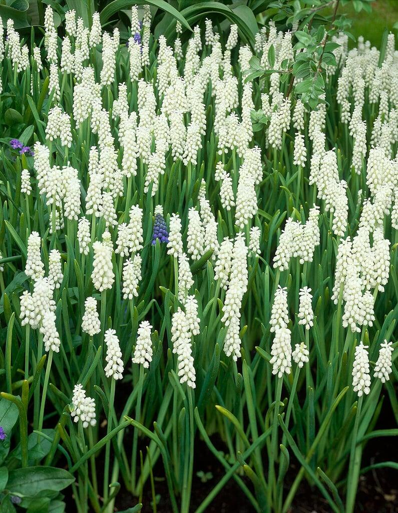 Muscari Botryoides 'white Pearl', White - View 20 from www redcrocus com