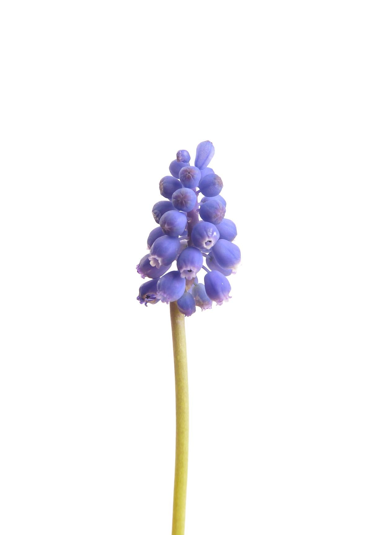 Muscari Botryoides 'white Pearl', White - View 27 from www redcrocus com