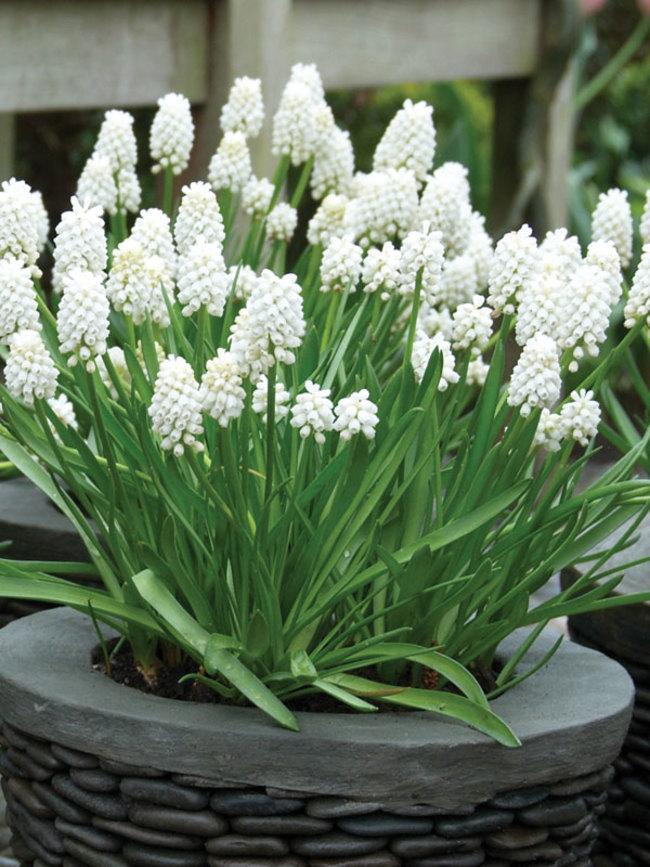 Muscari Botryoides 'white Pearl', White - View 3 from www redcrocus com