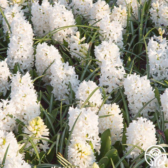 Muscari Botryoides 'white Pearl', White - View 6 from www redcrocus com