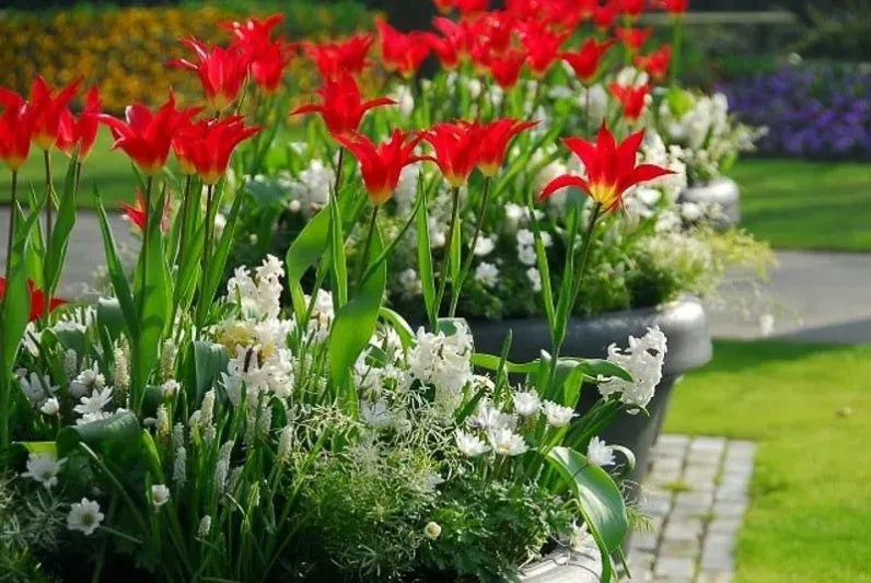 Muscari Botryoides 'white Pearl', White - View 8 from www redcrocus com