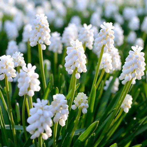 Muscari Botryoides 'white Pearl', White - View 9 from www redcrocus com