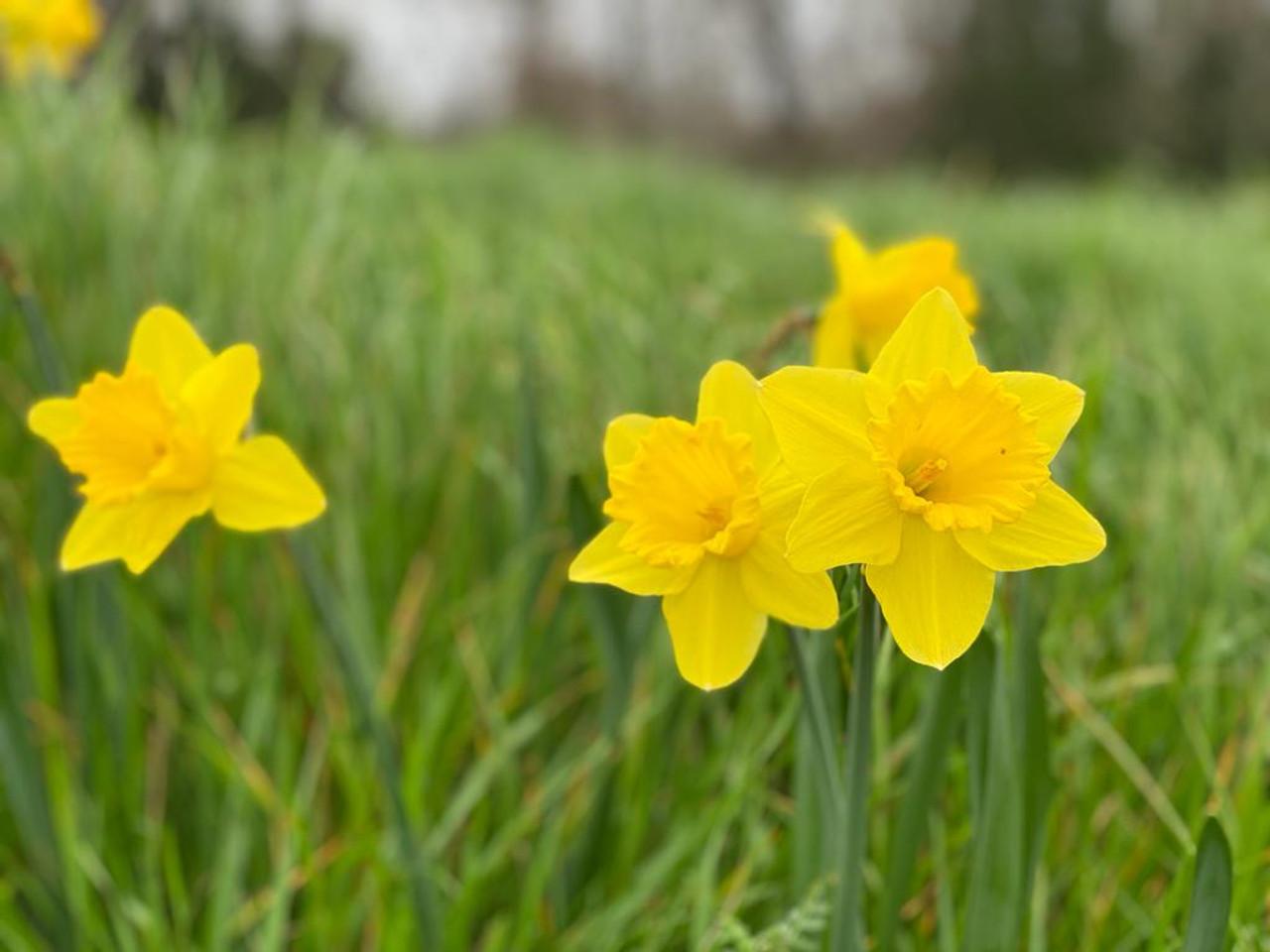 Daffodil, Large Cup, 'carlton', Bright Yellow - View 11 from www redcrocus com
