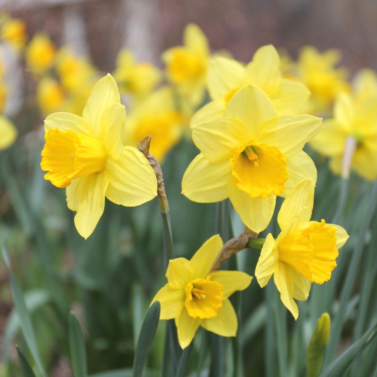Daffodil, Large Cup, 'carlton', Bright Yellow - View 13 from www redcrocus com