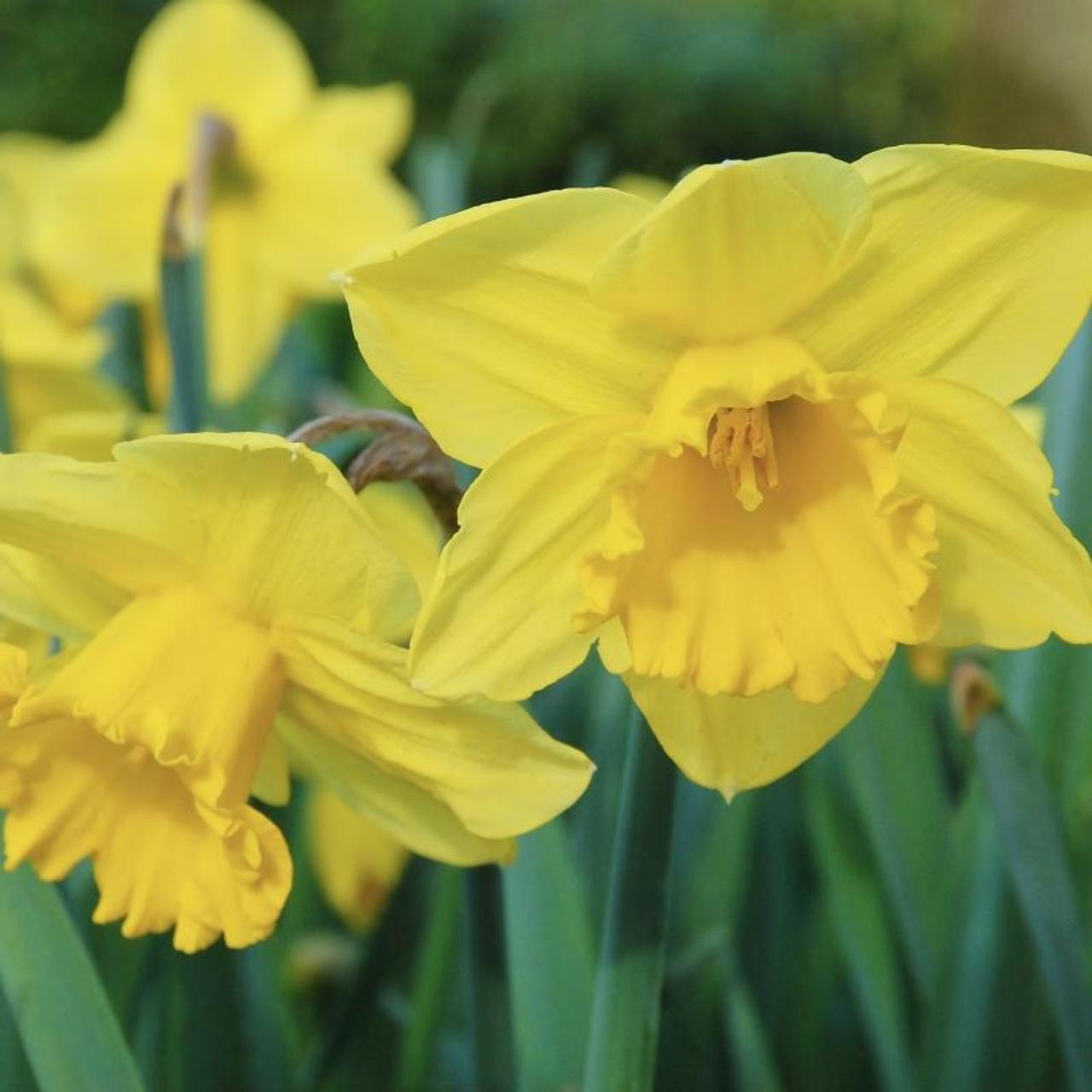 Daffodil, Large Cup, 'carlton', Bright Yellow - View 15 from www redcrocus com
