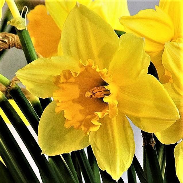 Daffodil, Large Cup, 'carlton', Bright Yellow - View 16 from www redcrocus com