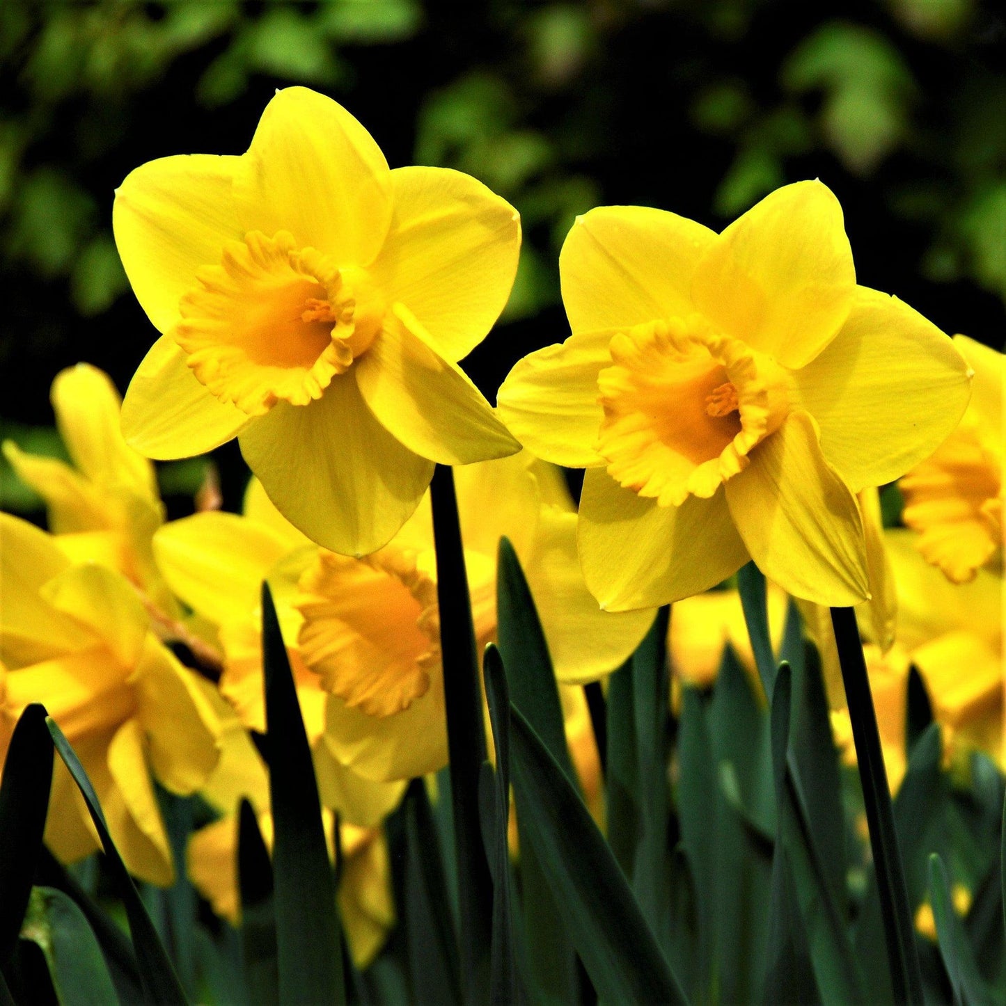 Daffodil, Large Cup, 'carlton', Bright Yellow - View 17 from www redcrocus com