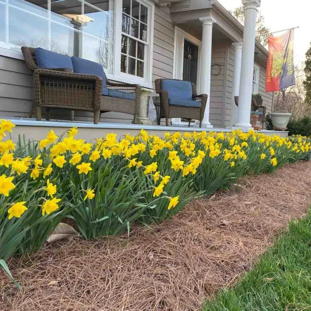 Daffodil, Large Cup, 'carlton', Bright Yellow - View 19 from www redcrocus com