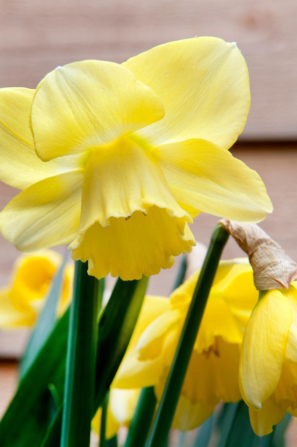 Daffodil, Large Cup, 'carlton', Bright Yellow - View 20 from www redcrocus com