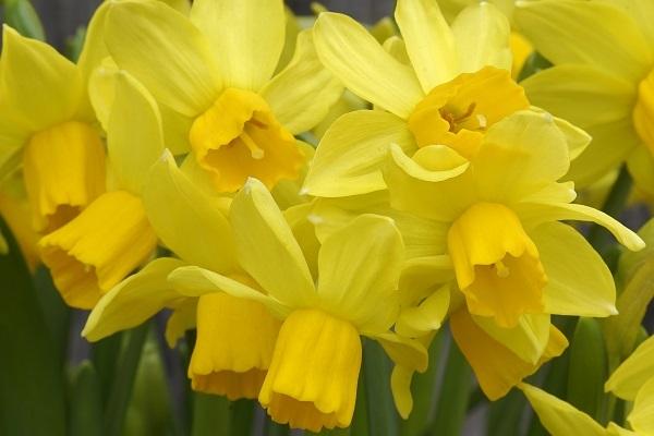 Daffodil, Large Cup, 'carlton', Bright Yellow - View 22 from www redcrocus com