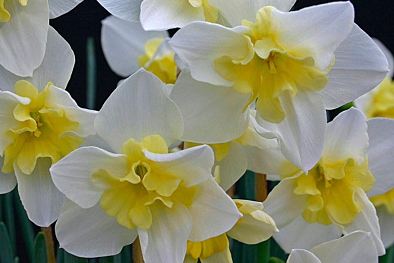 Daffodil, Large Cup, 'carlton', Bright Yellow - View 23 from www redcrocus com