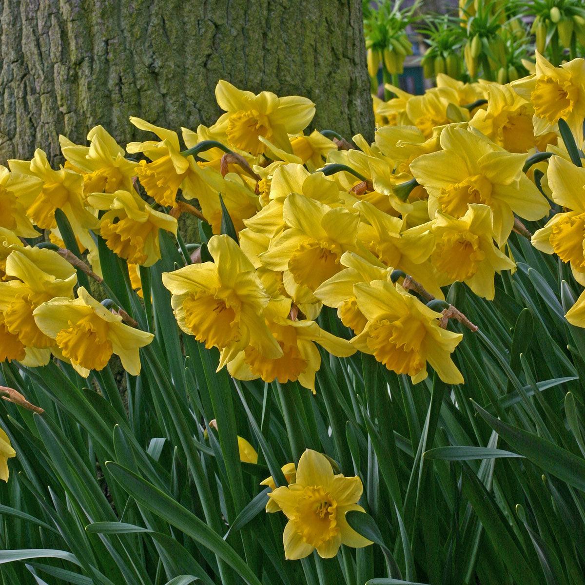 Daffodil, Large Cup, 'carlton', Bright Yellow - View 24 from www redcrocus com