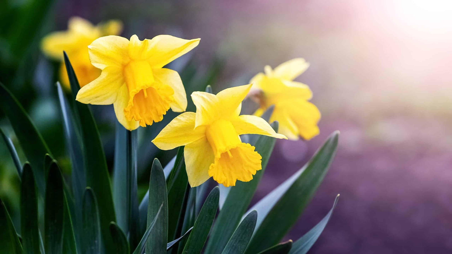 Daffodil, Large Cup, 'carlton', Bright Yellow - View 25 from www redcrocus com