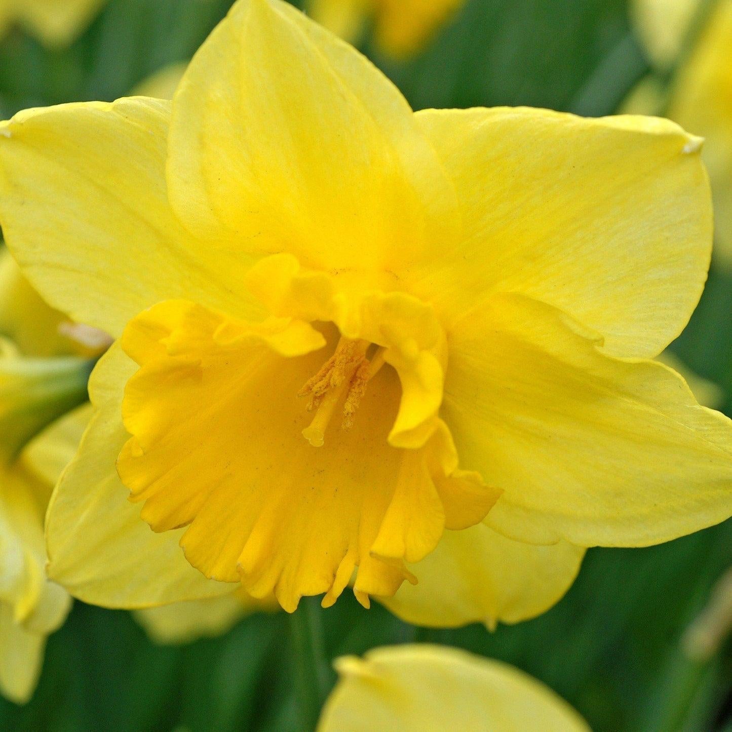 Daffodil, Large Cup, 'carlton', Bright Yellow - View 26 from www redcrocus com