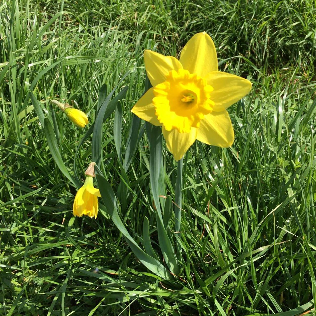 Daffodil, Large Cup, 'carlton', Bright Yellow - View 27 from www redcrocus com