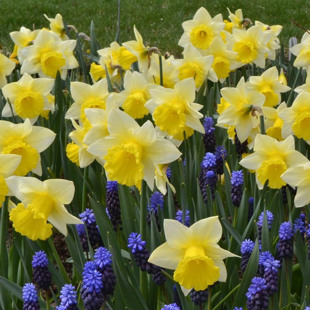 Daffodil, Large Cup, 'carlton', Bright Yellow - View 2 from www redcrocus com