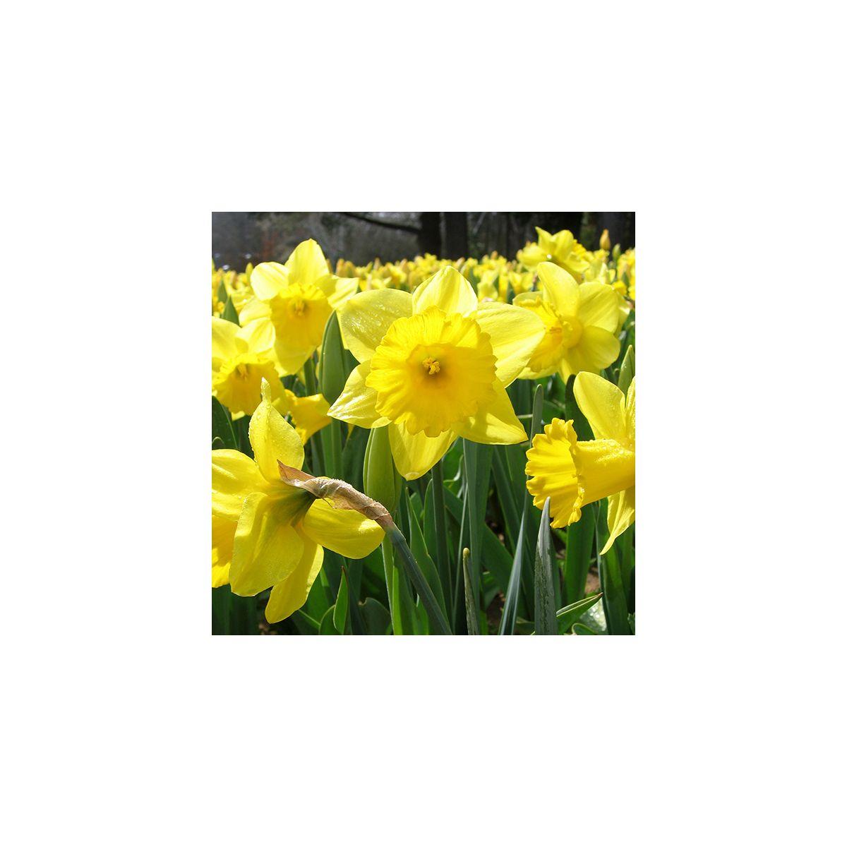 Daffodil, Large Cup, 'carlton', Bright Yellow - View 3 from www redcrocus com