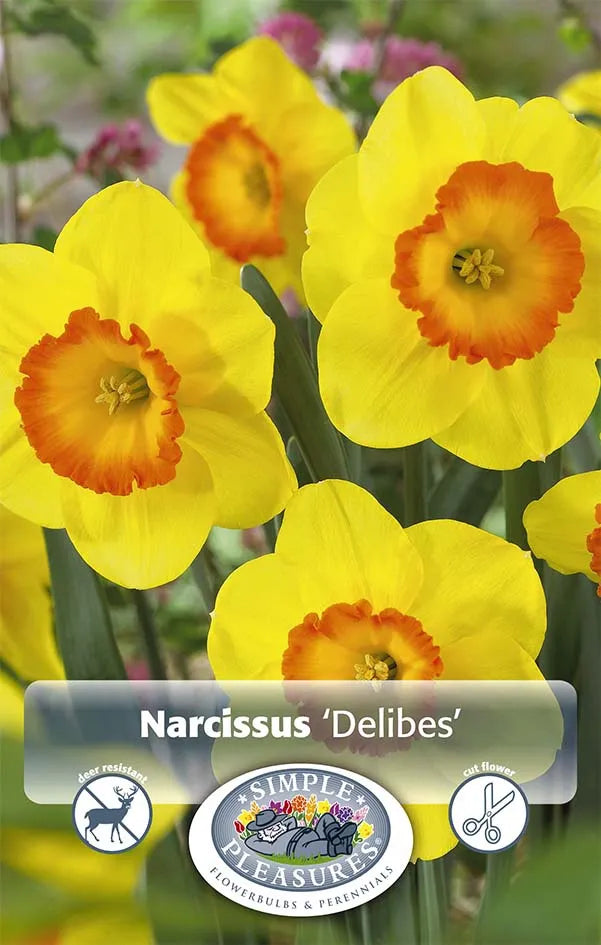 Daffodil, Large Cup, 'carlton', Bright Yellow - View 5 from www redcrocus com