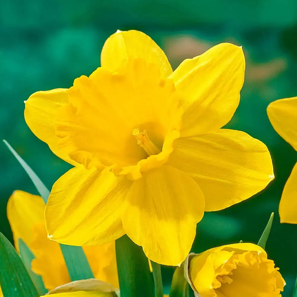 Daffodil, Large Cup, 'carlton', Bright Yellow - View 6 from www redcrocus com