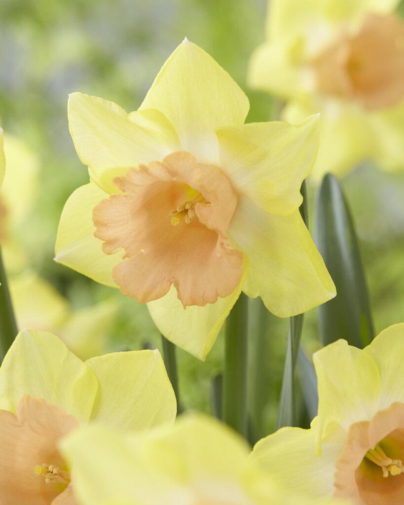 Daffodil, Large Cup, 'carlton', Bright Yellow - View 7 from www redcrocus com