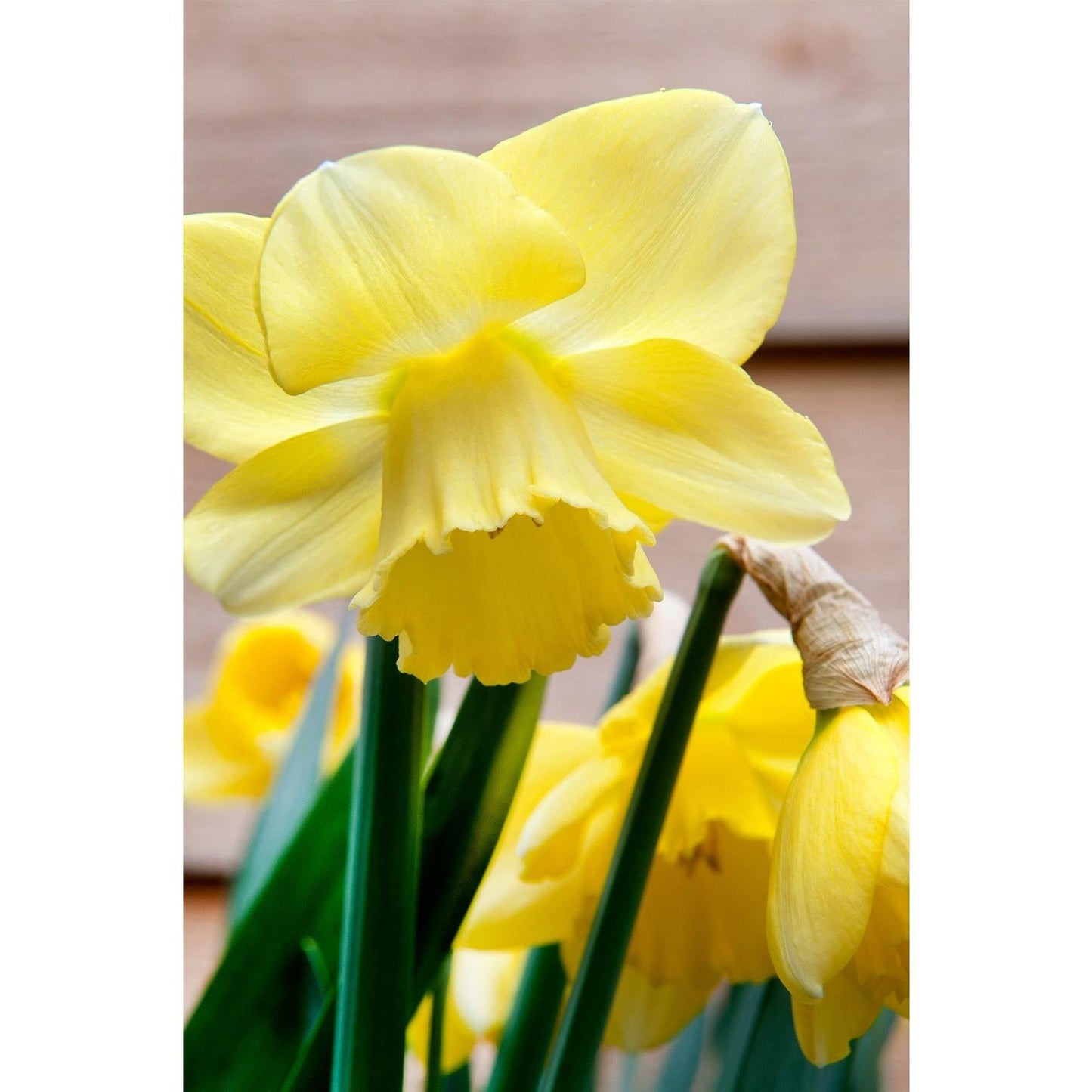 Daffodil, Large Cup, 'carlton', Bright Yellow - View 8 from www redcrocus com