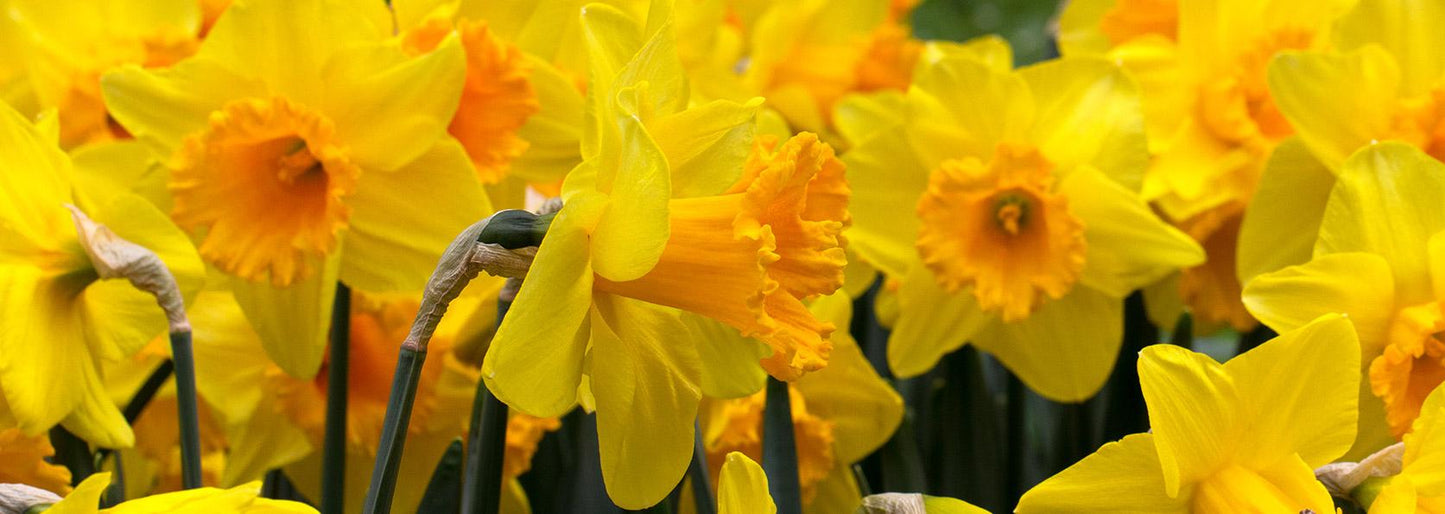Daffodil, Bunch Flowering, 'martinette', Yellow With Orange Cup - View 10 from www redcrocus com