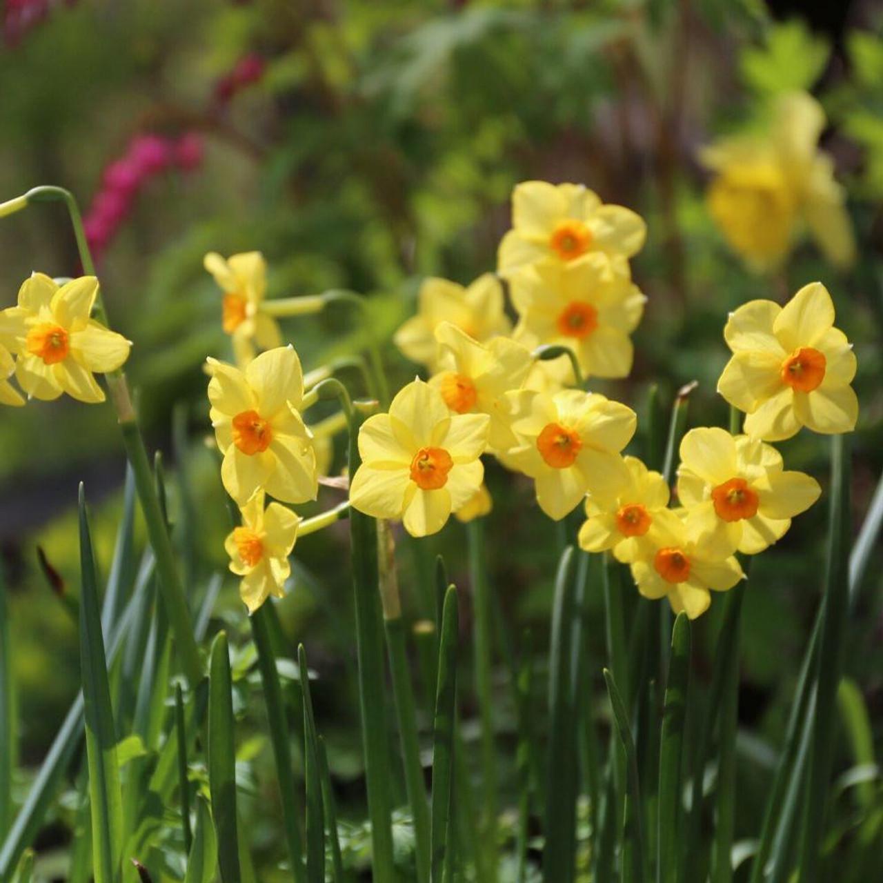 Daffodil, Bunch Flowering, 'martinette', Yellow With Orange Cup - View 11 from www redcrocus com
