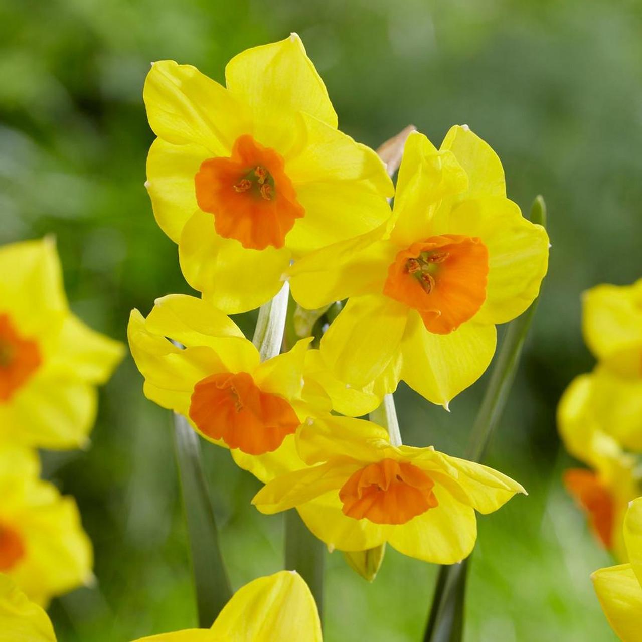 Daffodil, Bunch Flowering, 'martinette', Yellow With Orange Cup - View 13 from www redcrocus com
