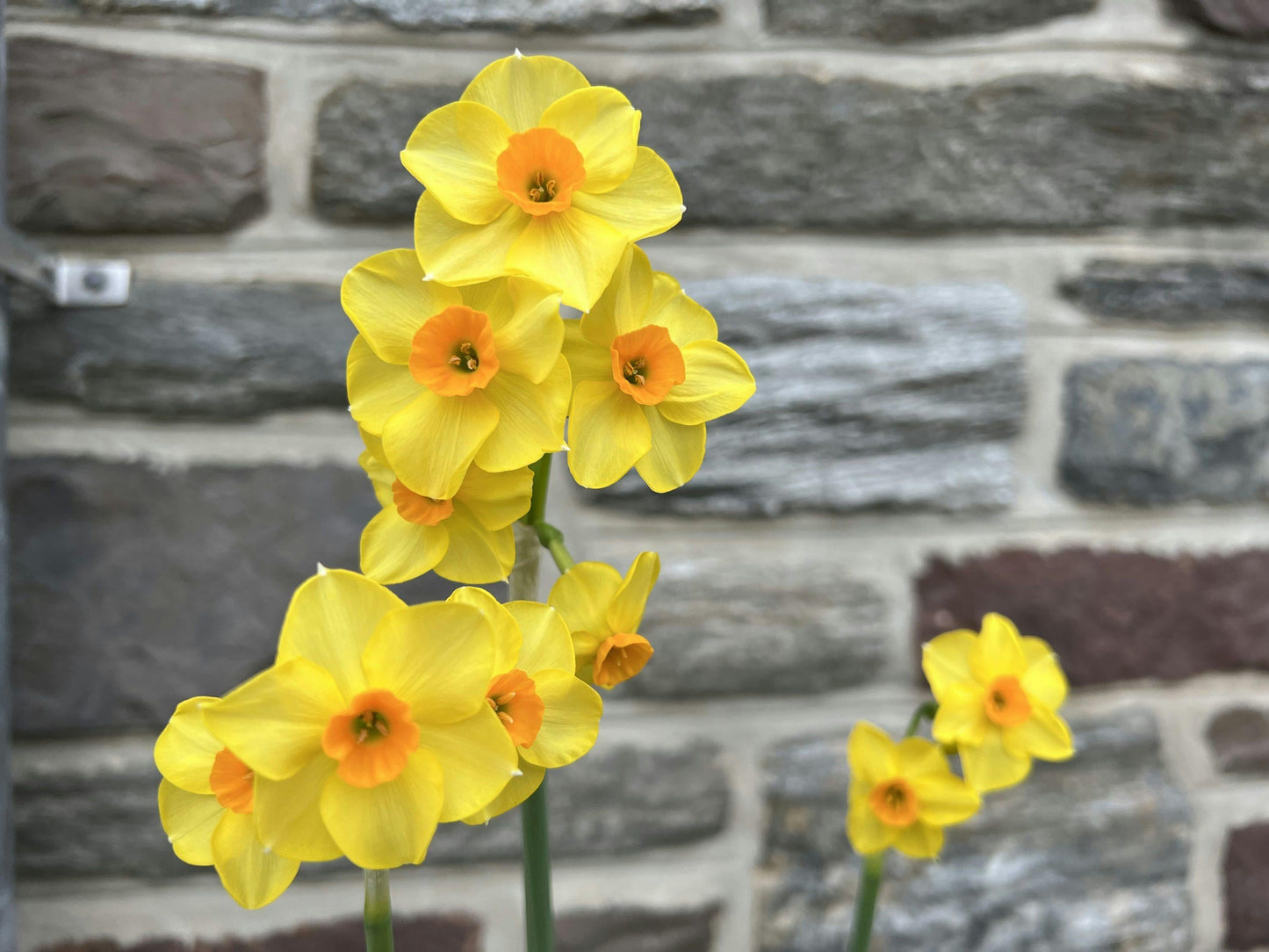 Daffodil, Bunch Flowering, 'martinette', Yellow With Orange Cup - View 14 from www redcrocus com