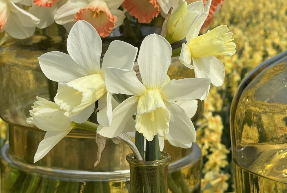 Daffodil, Bunch Flowering, 'martinette', Yellow With Orange Cup - View 17 from www redcrocus com