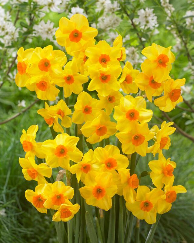 Daffodil, Bunch Flowering, 'martinette', Yellow With Orange Cup - View 2 from www redcrocus com