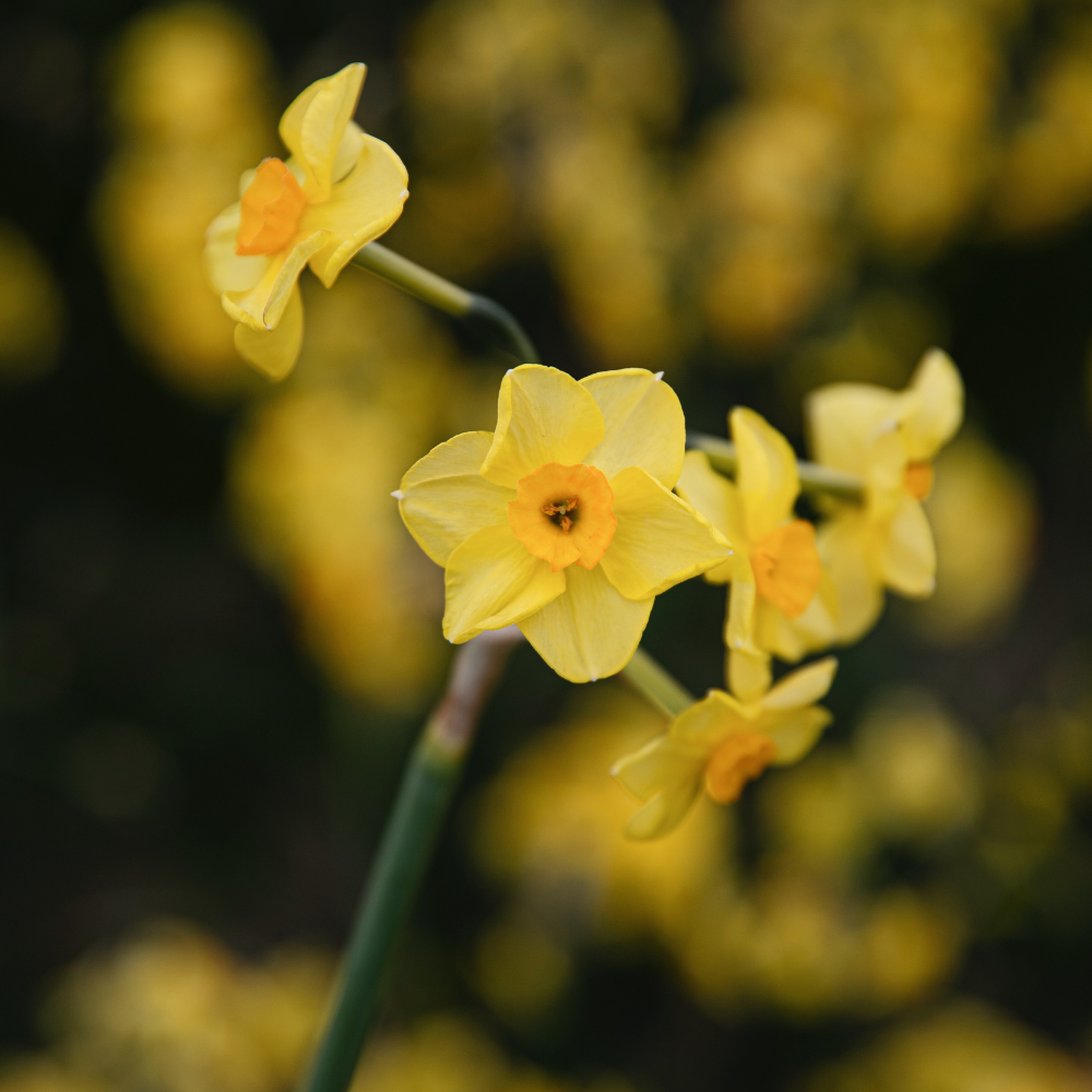 Daffodil, Bunch Flowering, 'martinette', Yellow With Orange Cup - View 3 from www redcrocus com