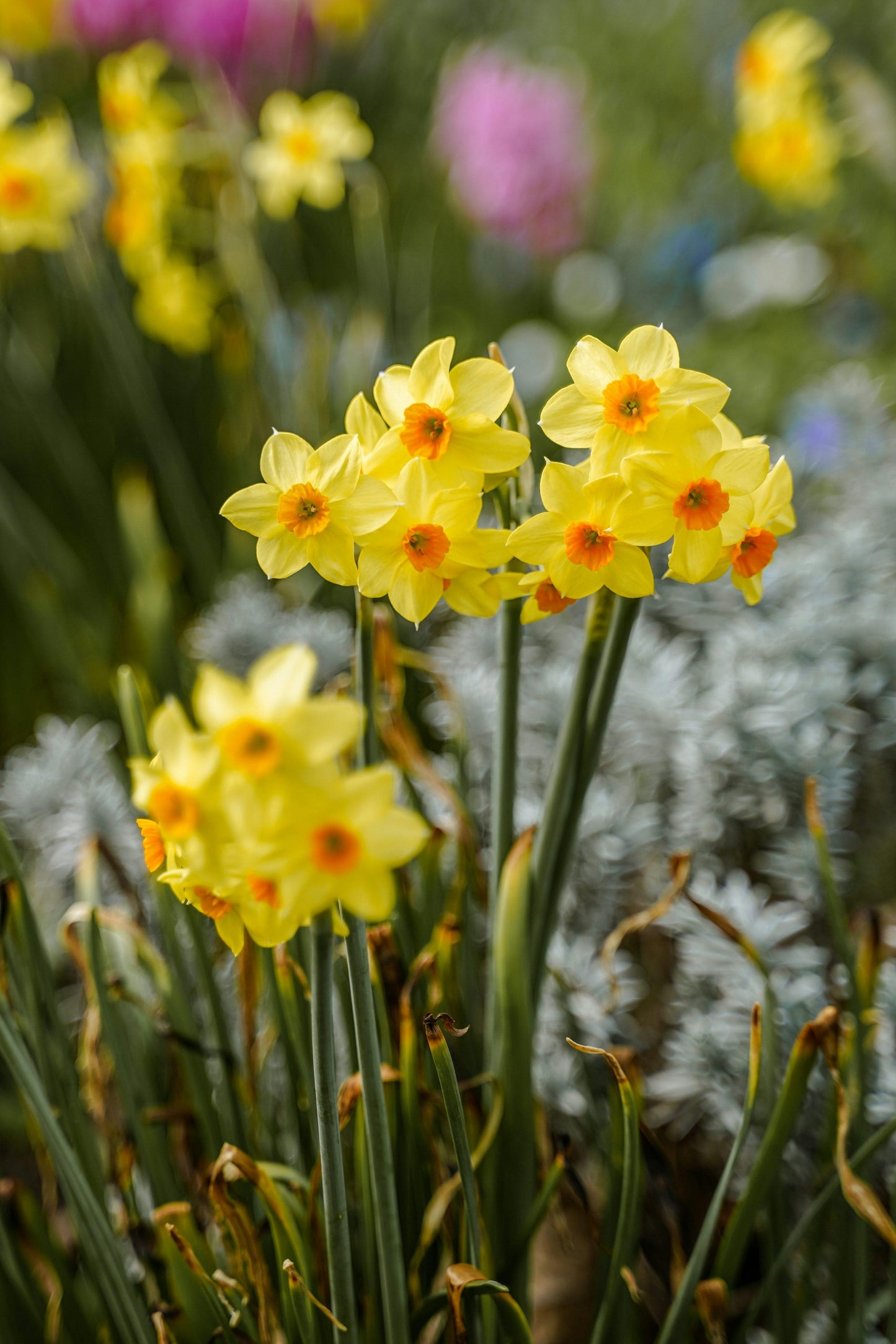 Daffodil, Bunch Flowering, 'martinette', Yellow With Orange Cup - View 4 from www redcrocus com
