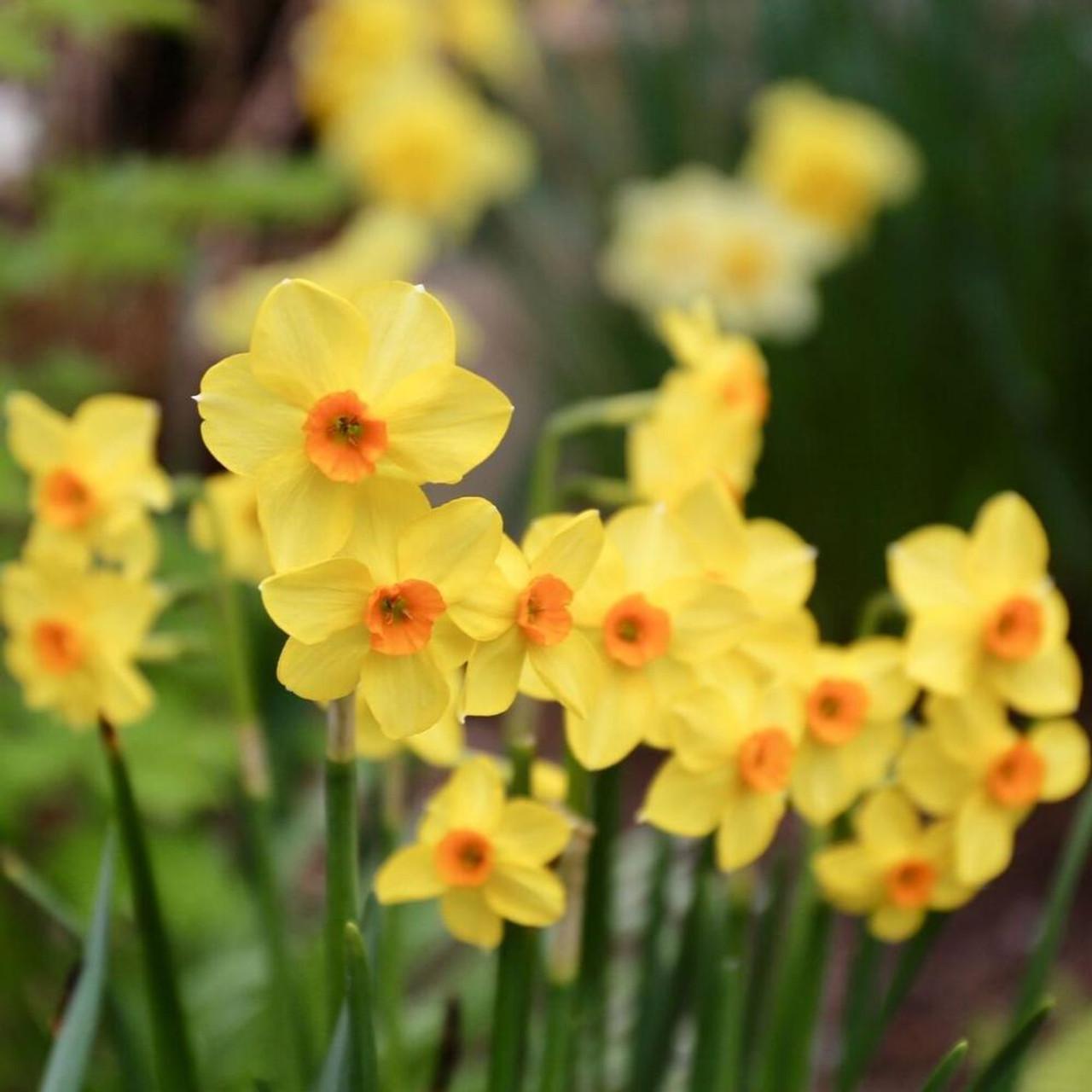 Daffodil, Bunch Flowering, 'martinette', Yellow With Orange Cup - View 5 from www redcrocus com