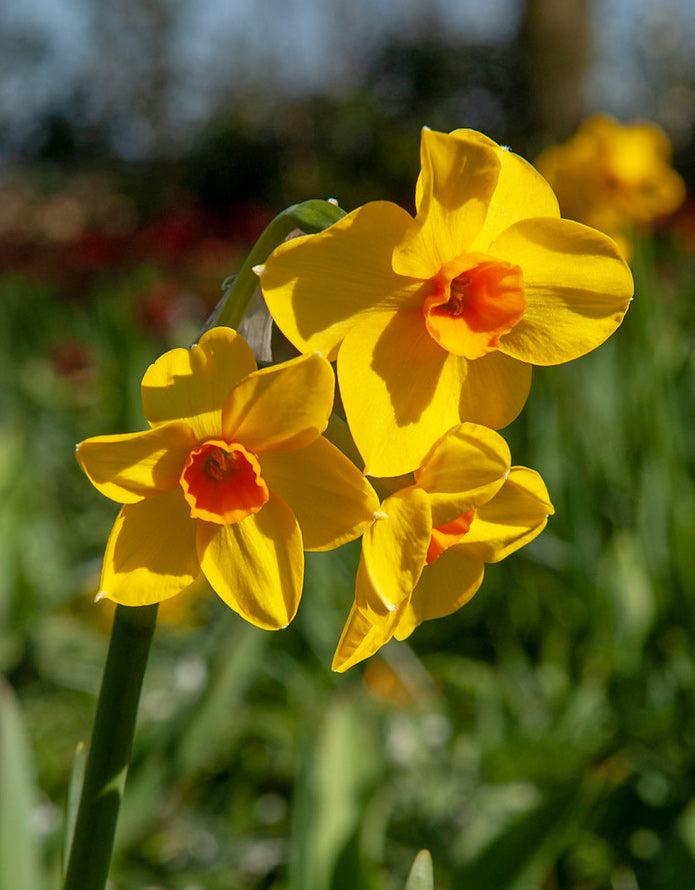 Daffodil, Bunch Flowering, 'martinette', Yellow With Orange Cup - View 6 from www redcrocus com