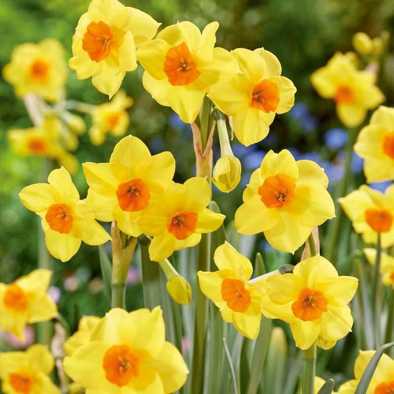 Daffodil, Bunch Flowering, 'martinette', Yellow With Orange Cup - View 7 from www redcrocus com