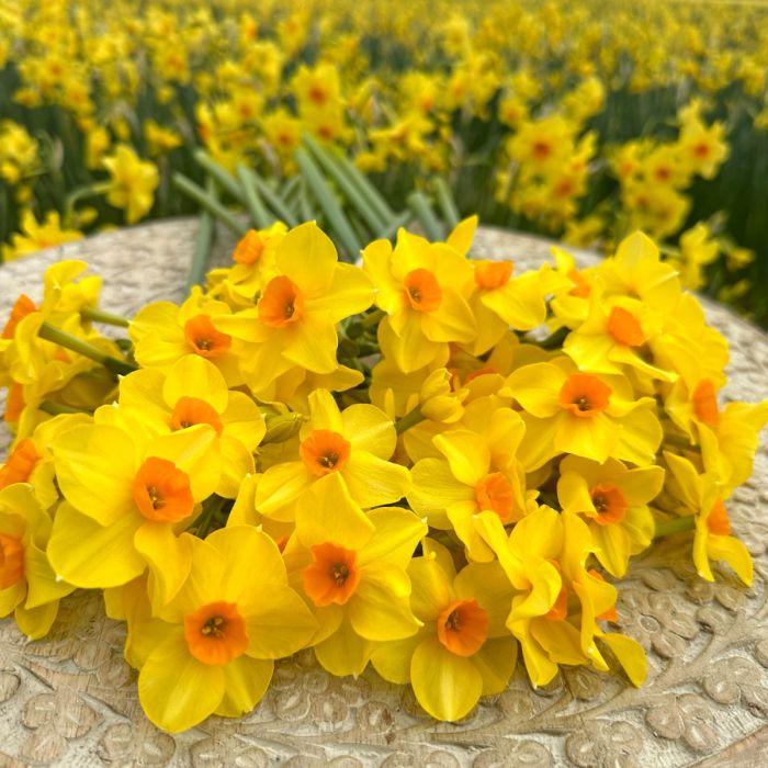 Daffodil, Bunch Flowering, 'martinette', Yellow With Orange Cup - View 8 from www redcrocus com