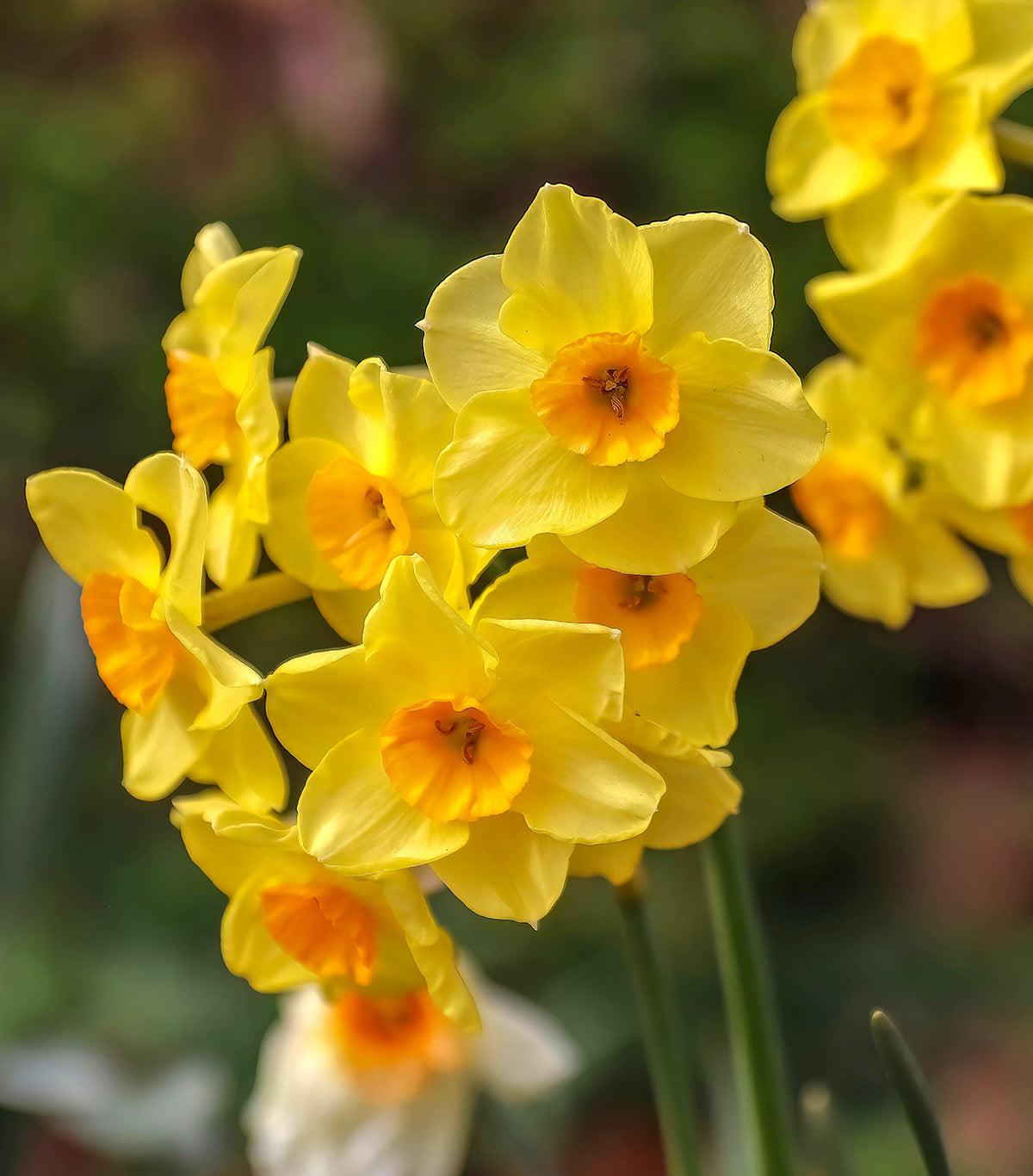 Daffodil, Bunch Flowering, 'martinette', Yellow With Orange Cup - View 9 from www redcrocus com