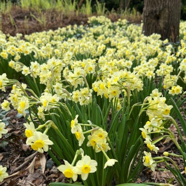 Daffodil, Small Cup, 'mbulbs Innow', White Or Pale Yellow Petals With Yellow Cup - View 11 from www redcrocus com