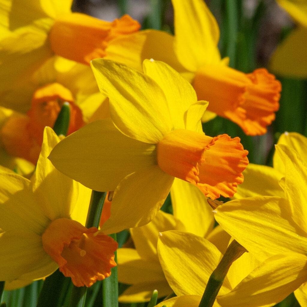 Daffodil, Small Cup, 'mbulbs Innow', White Or Pale Yellow Petals With Yellow Cup - View 12 from www redcrocus com