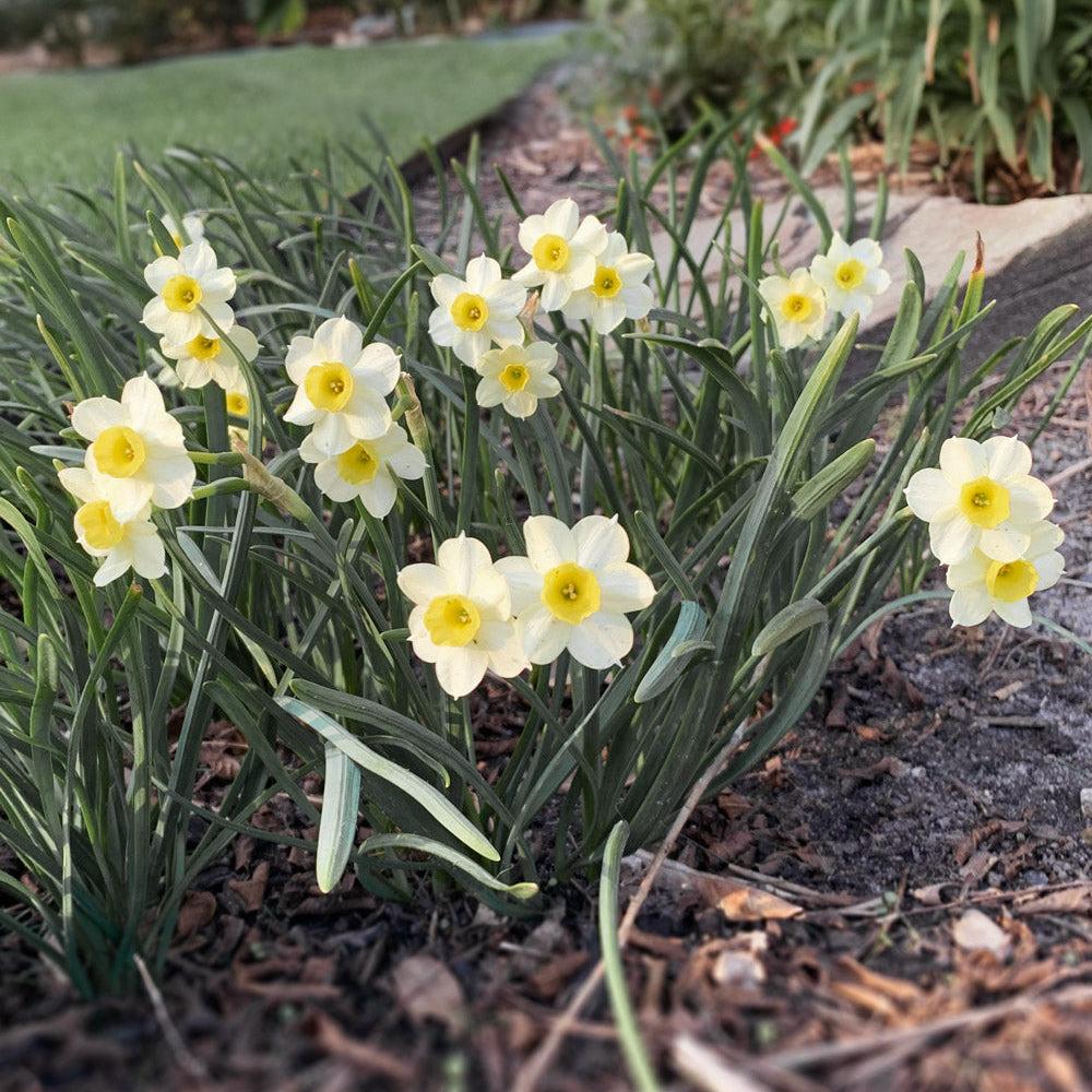 Daffodil, Small Cup, 'mbulbs Innow', White Or Pale Yellow Petals With Yellow Cup - View 13 from www redcrocus com
