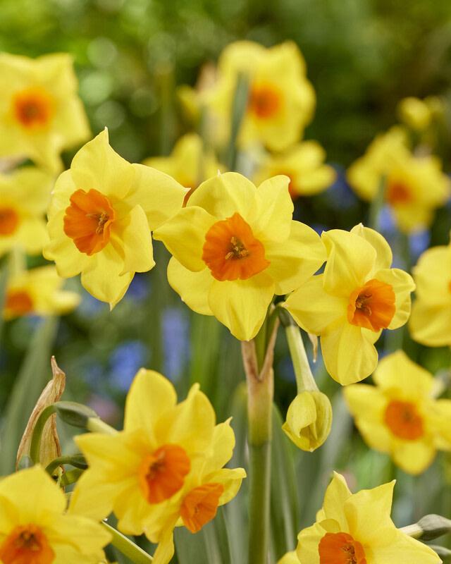 Daffodil, Small Cup, 'mbulbs Innow', White Or Pale Yellow Petals With Yellow Cup - View 14 from www redcrocus com