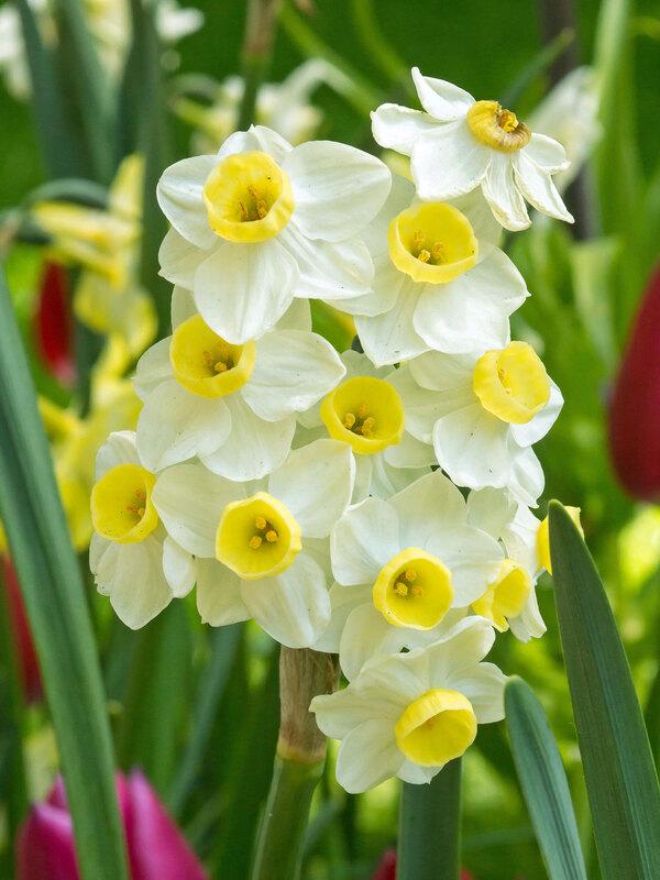 Daffodil, Small Cup, 'mbulbs Innow', White Or Pale Yellow Petals With Yellow Cup - View 15 from www redcrocus com