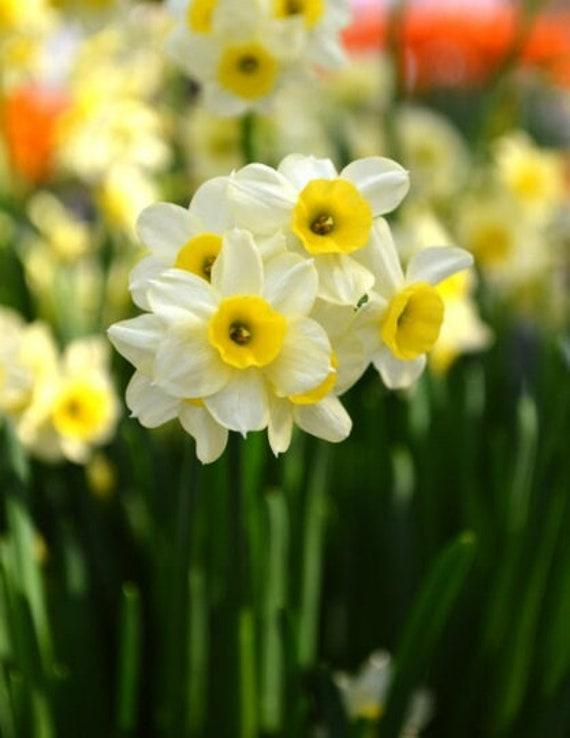 Daffodil, Small Cup, 'mbulbs Innow', White Or Pale Yellow Petals With Yellow Cup - View 17 from www redcrocus com