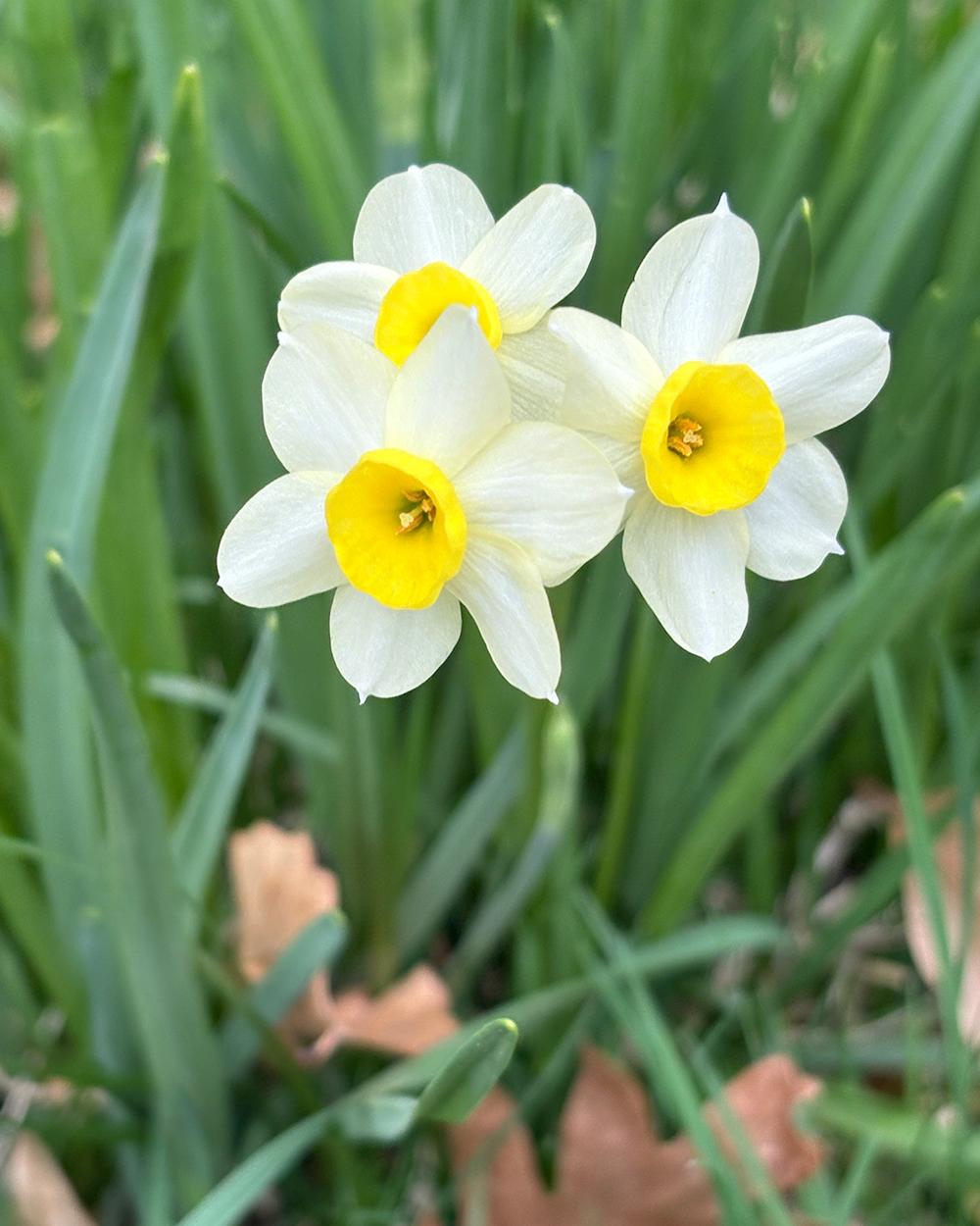Daffodil, Small Cup, 'mbulbs Innow', White Or Pale Yellow Petals With Yellow Cup - View 19 from www redcrocus com