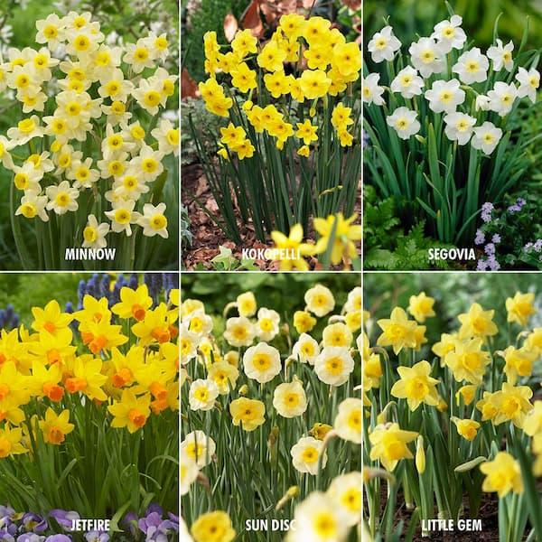 Daffodil, Small Cup, 'mbulbs Innow', White Or Pale Yellow Petals With Yellow Cup - View 20 from www redcrocus com