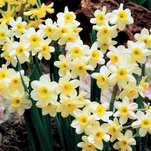 Daffodil, Small Cup, 'mbulbs Innow', White Or Pale Yellow Petals With Yellow Cup - View 22 from www redcrocus com