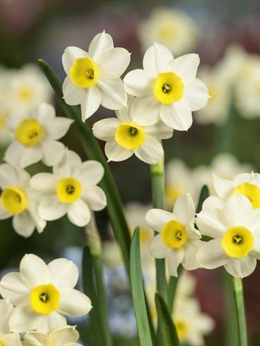 Daffodil, Small Cup, 'mbulbs Innow', White Or Pale Yellow Petals With Yellow Cup - View 24 from www redcrocus com