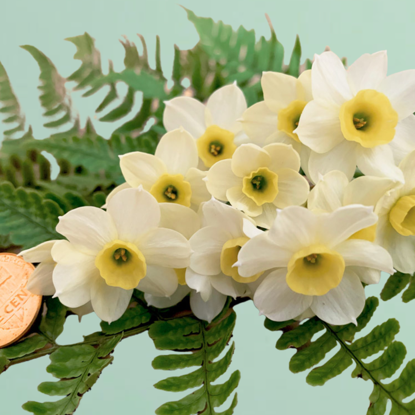 Daffodil, Small Cup, 'mbulbs Innow', White Or Pale Yellow Petals With Yellow Cup - View 25 from www redcrocus com