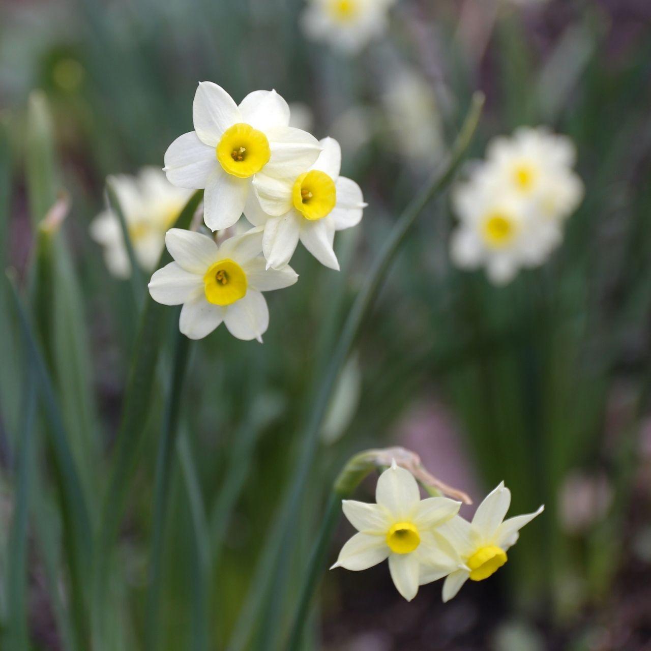 Daffodil, Small Cup, 'mbulbs Innow', White Or Pale Yellow Petals With Yellow Cup - View 26 from www redcrocus com